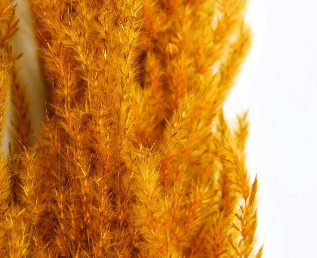 Trockenblumen, Pampasgras, orange