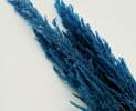 1st Tannendiele - Trockenblumen, Pampasgras, blau Thumbnail