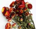 1st Tannendiele - Trockenblumen, Strohblumen, natural red Thumbnail