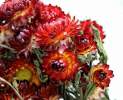 1st Tannendiele - Trockenblumen, Strohblumen, natural red Thumbnail