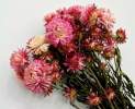 1st Tannendiele - Trockenblumen, Strohblumen , natural pink Thumbnail