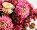 1st Tannendiele - Trockenblumen, Strohblumen , natural pink Thumbnail