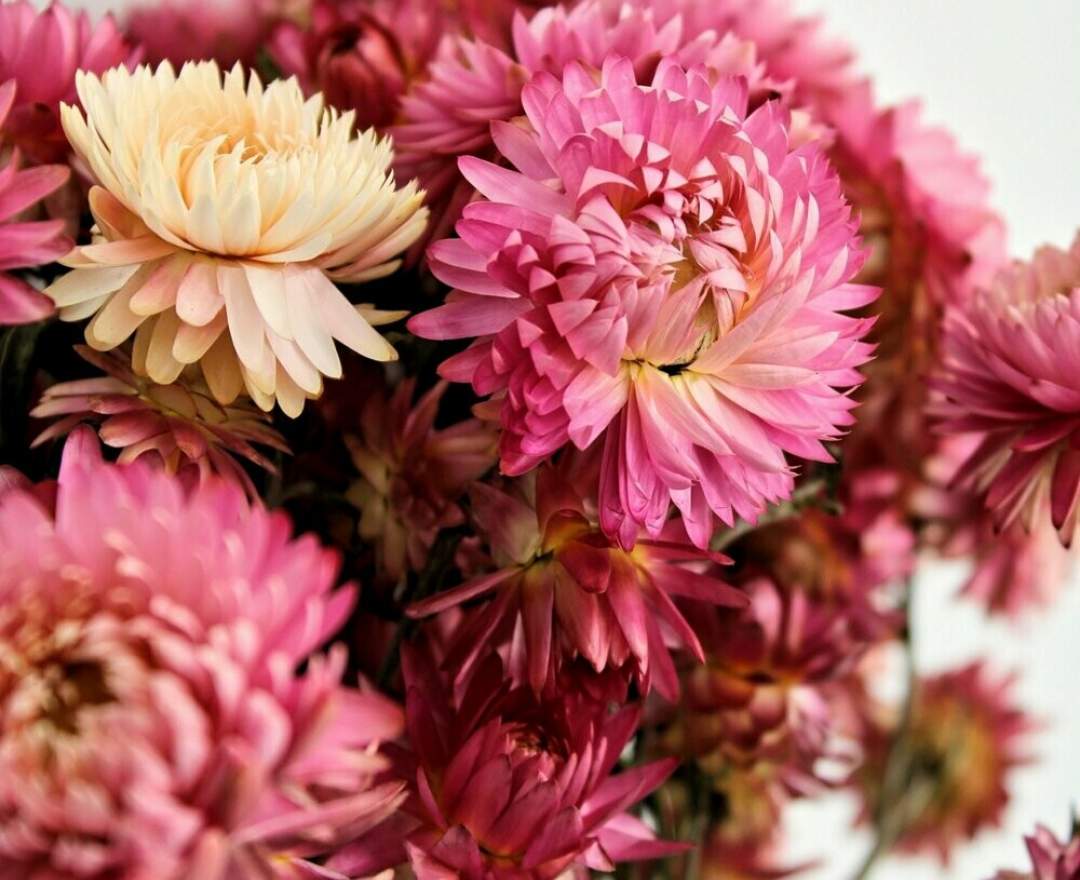 Trockenblumen, Strohblumen , natural pink