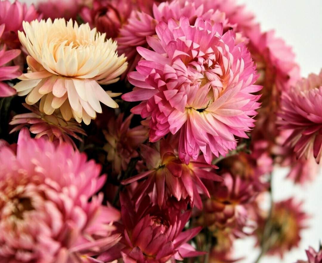 1st Tannendiele - Trockenblumen, Strohblumen , natural pink