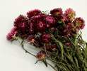 1st Tannendiele - Trockenblumen, Strohblumen, natural dark pink Thumbnail