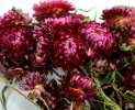 1st Tannendiele - Trockenblumen, Strohblumen, natural dark pink Thumbnail