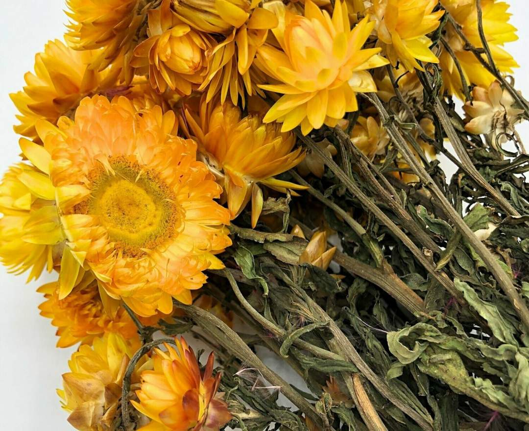 1st Tannendiele - Trockenblumen, Strohblumen, gelb