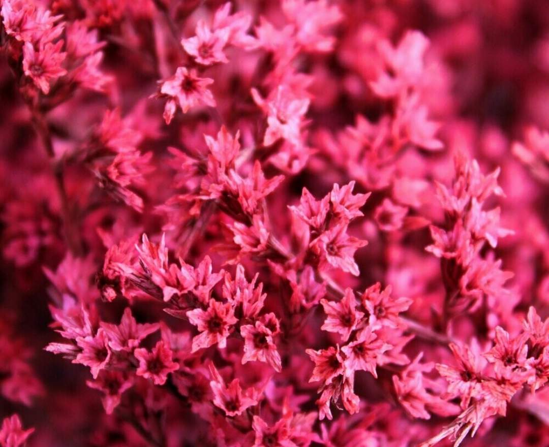 1st Tannendiele - Trockenblumen, Statice tatarica, red