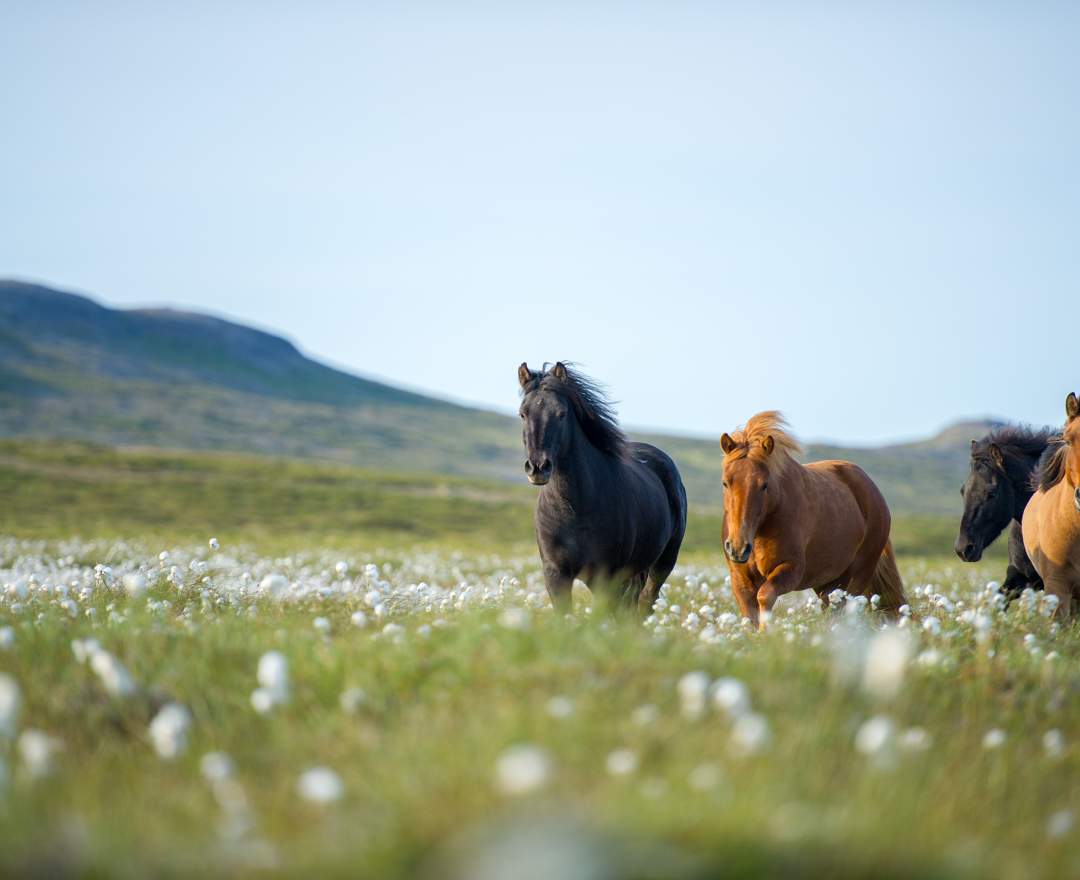 Umfulana - Islands Hochland: eine Reise in die Einsamkeit