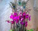 Blumen Anemone - Orchideen-Schale mit Pfauenfedern Thumbnail