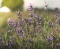 Cereria Molla - Premium Reed Diffuser Provence Lavender Thumbnail