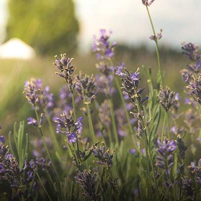 Cereria Molla - Premium Reed Diffuser Provence Lavender
