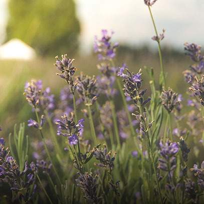 Cereria Molla - Duftkerze Boutique Provence Lavender