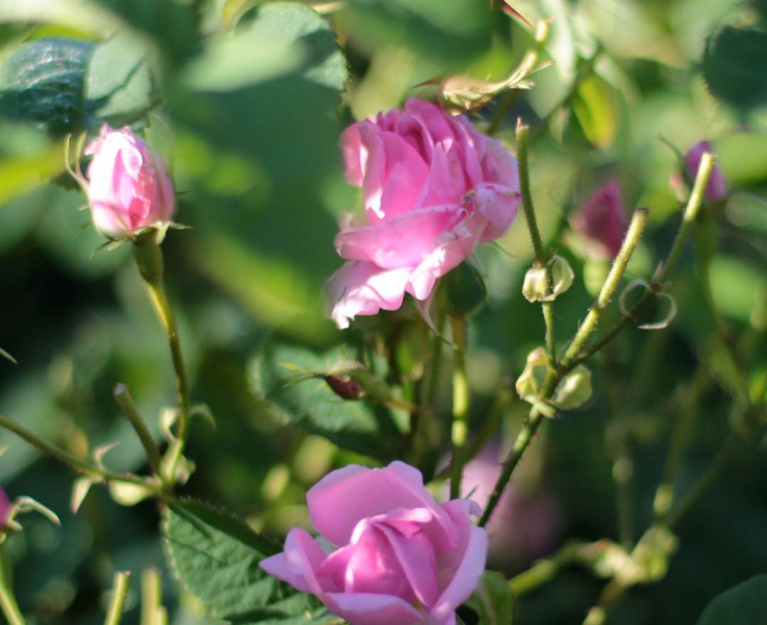 Dwersteg Destillerie - DAMASCENA – Rosenblüten – Liqueur