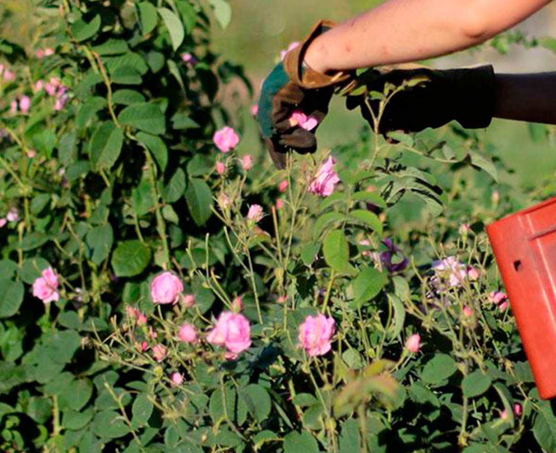 Dwersteg Destillerie - DAMASCENA – Rosenblüten – Liqueur