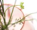 Guaxs - Vase S Thumbnail