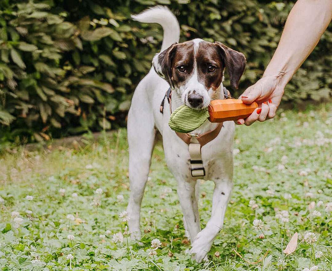 Hey Lana Hundespielzeug - Carotty