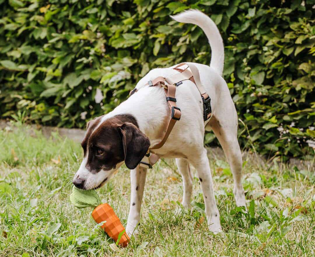 Hey Lana - Hundespielzeug - Carotty