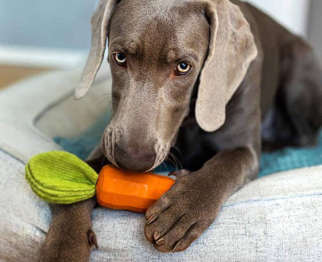 Hey Lana - Hundespielzeug - Carotty