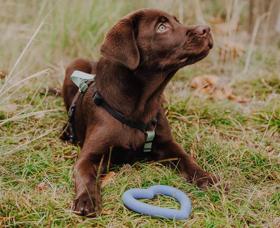 Hey Lana - Love Your Paw - Herzspielzeug - Love Your Paw - Herzspielzeug