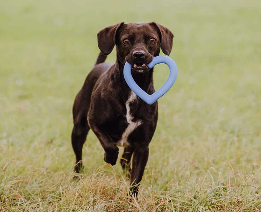 Hey Lana - Love Your Paw - Herzspielzeug - Love Your Paw - Herzspielzeug