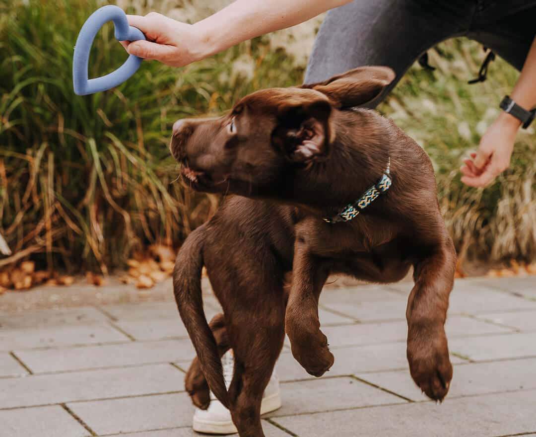 Hey Lana - Love Your Paw - Herzspielzeug - Love Your Paw - Herzspielzeug