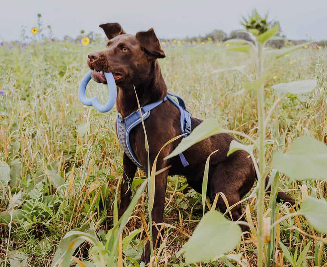 Love Your Paw - Herzspielzeug