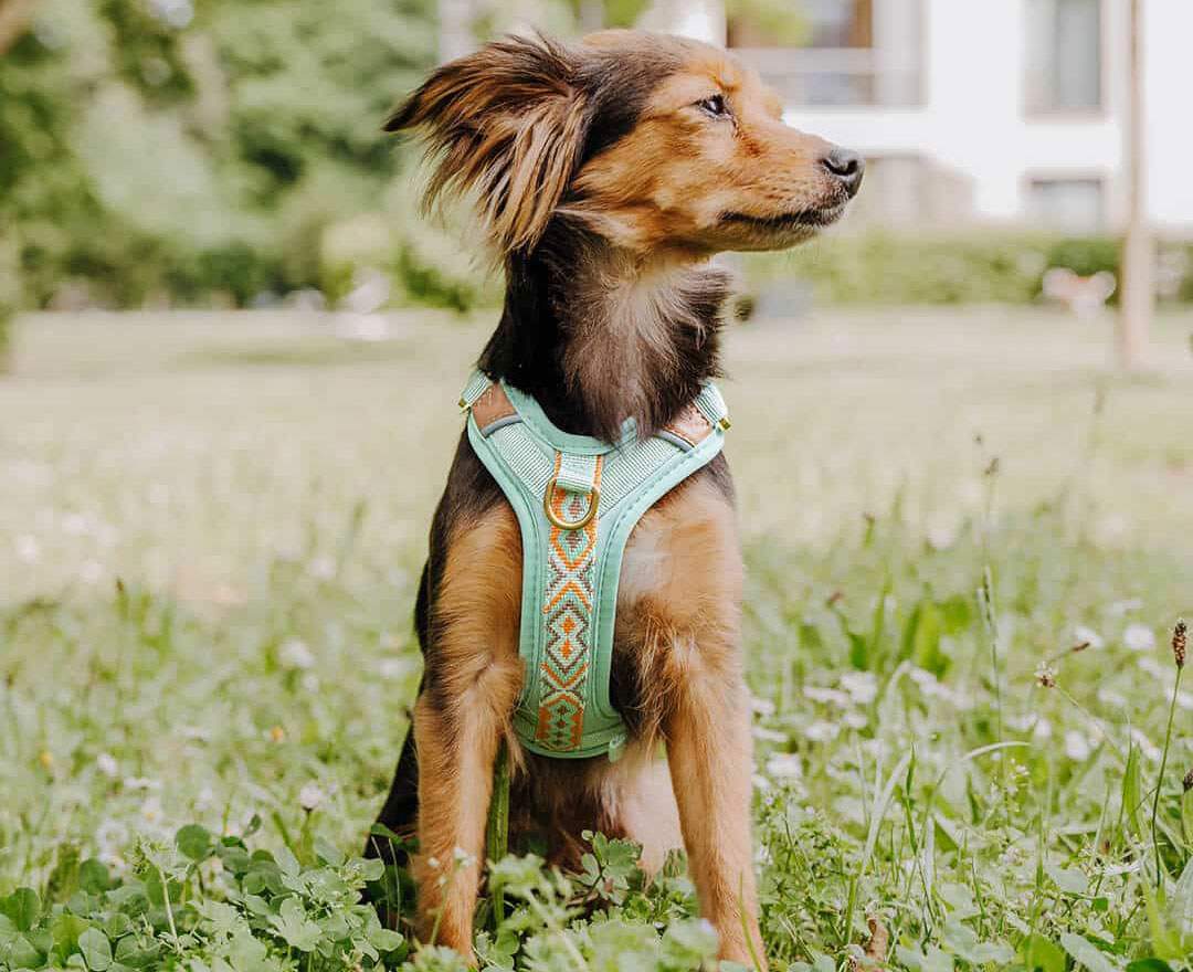 Premium Hundegeschirr Gepolstert - Mint/Orange