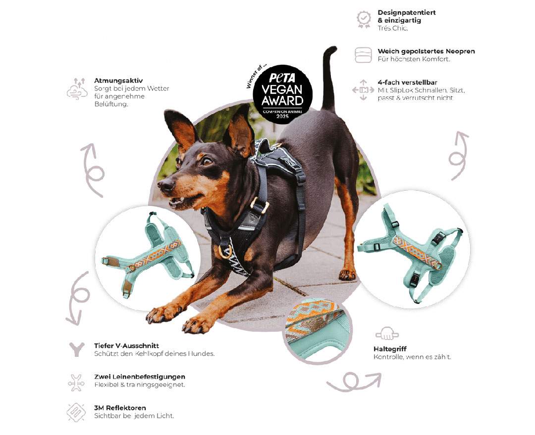 Hey Lana - Premium Hundegeschirr Gepolstert - Mint/Orange - Premium Hundegeschirr Gepolstert - Mint/Orange