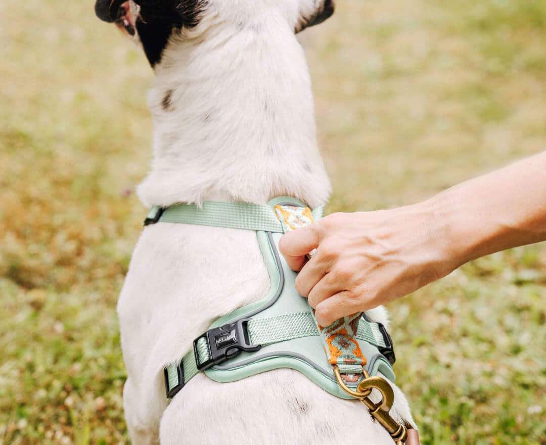 Premium Hundegeschirr Gepolstert - Mint/Orange