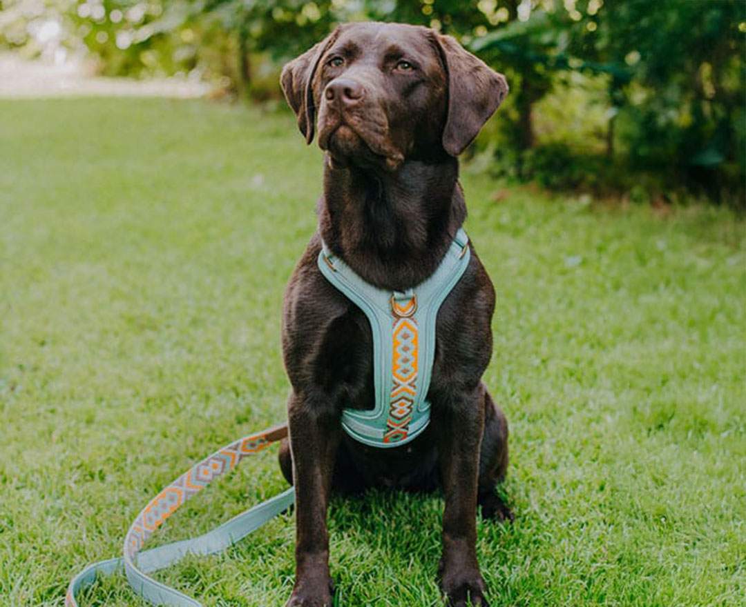 Premium Hundegeschirr Gepolstert - Mint/Orange