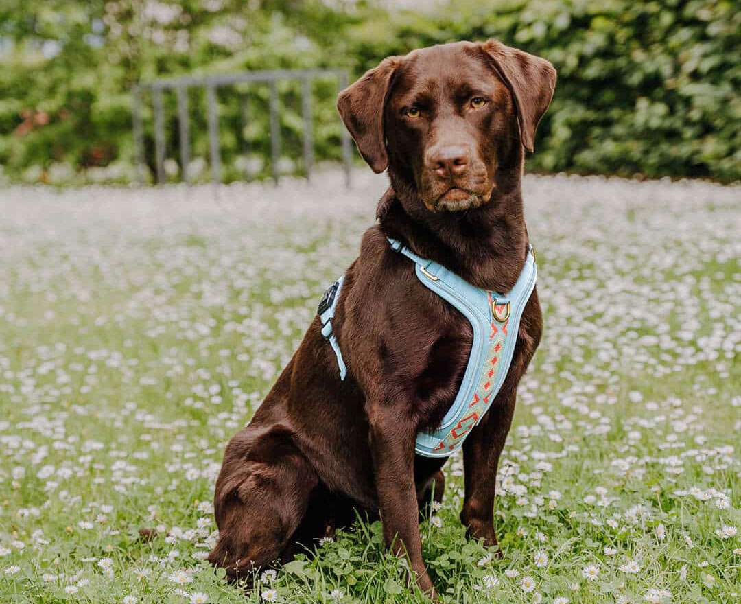 Premium Hundegeschirr Gepolstert - Coral/Blau