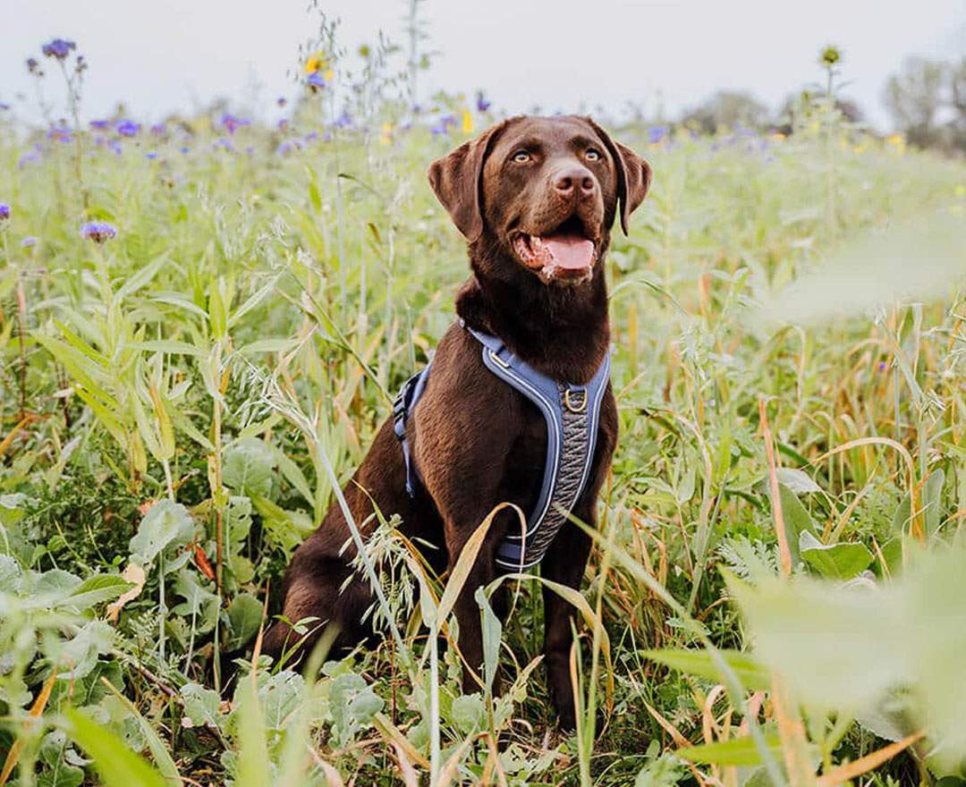 Hey Lana Premium Hundegeschirr Gepolstert - Blau/Grau