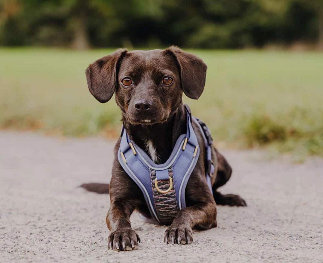 Hey Lana - Premium Hundegeschirr Gepolstert - Blau/Grau - Premium Hundegeschirr Gepolstert - Blau/Grau