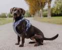 Hey Lana - Premium Hundegeschirr Gepolstert - Blau/Grau - Premium Hundegeschirr Gepolstert - Blau/Grau Thumbnail