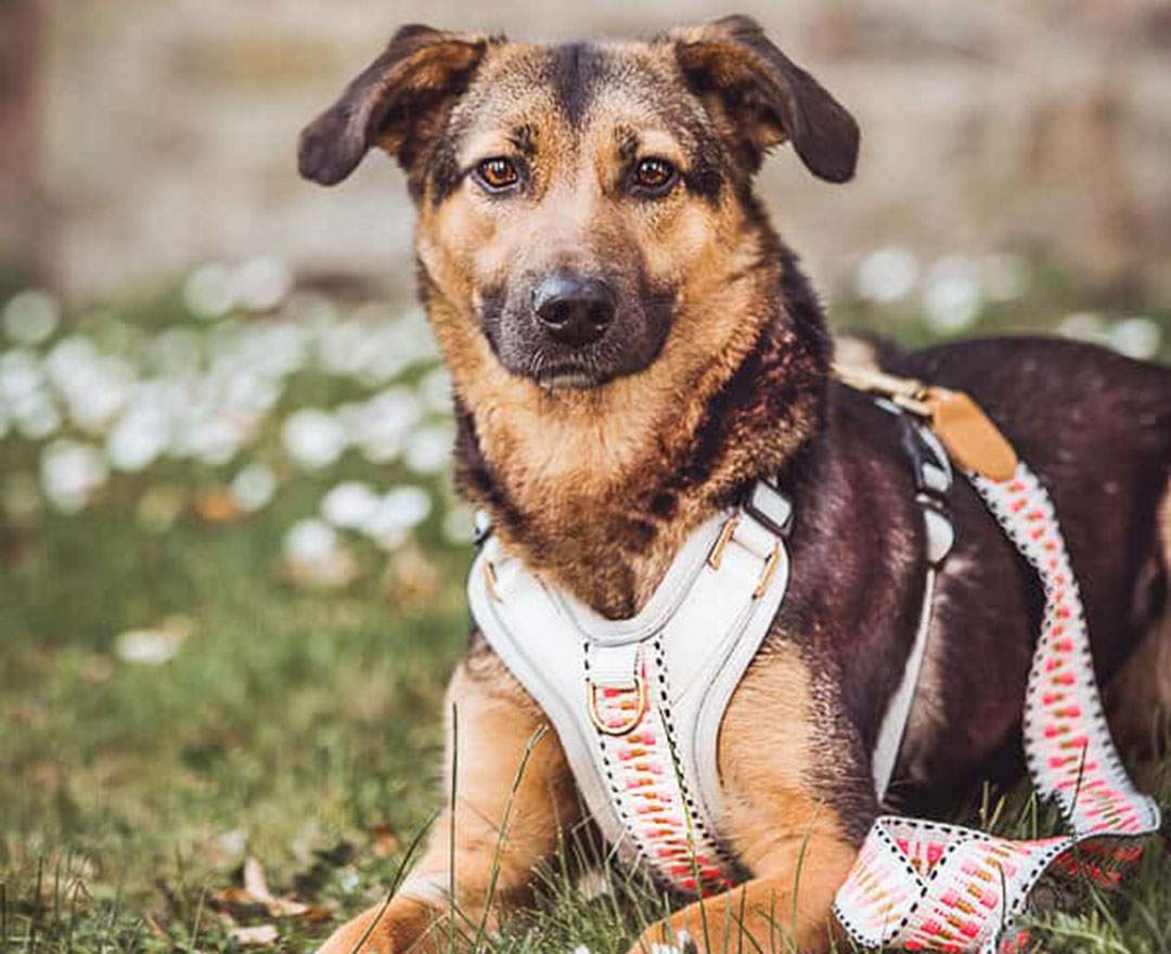 Hey Lana Premium Hundegeschirr Gepolstert - Pink/Beige