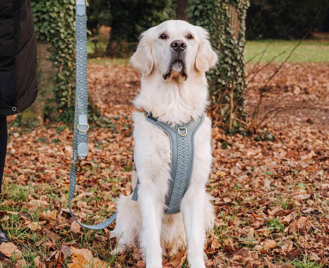 Hey Lana Premium Hundegeschirr Gepolstert - Anthrazit/Eisblau