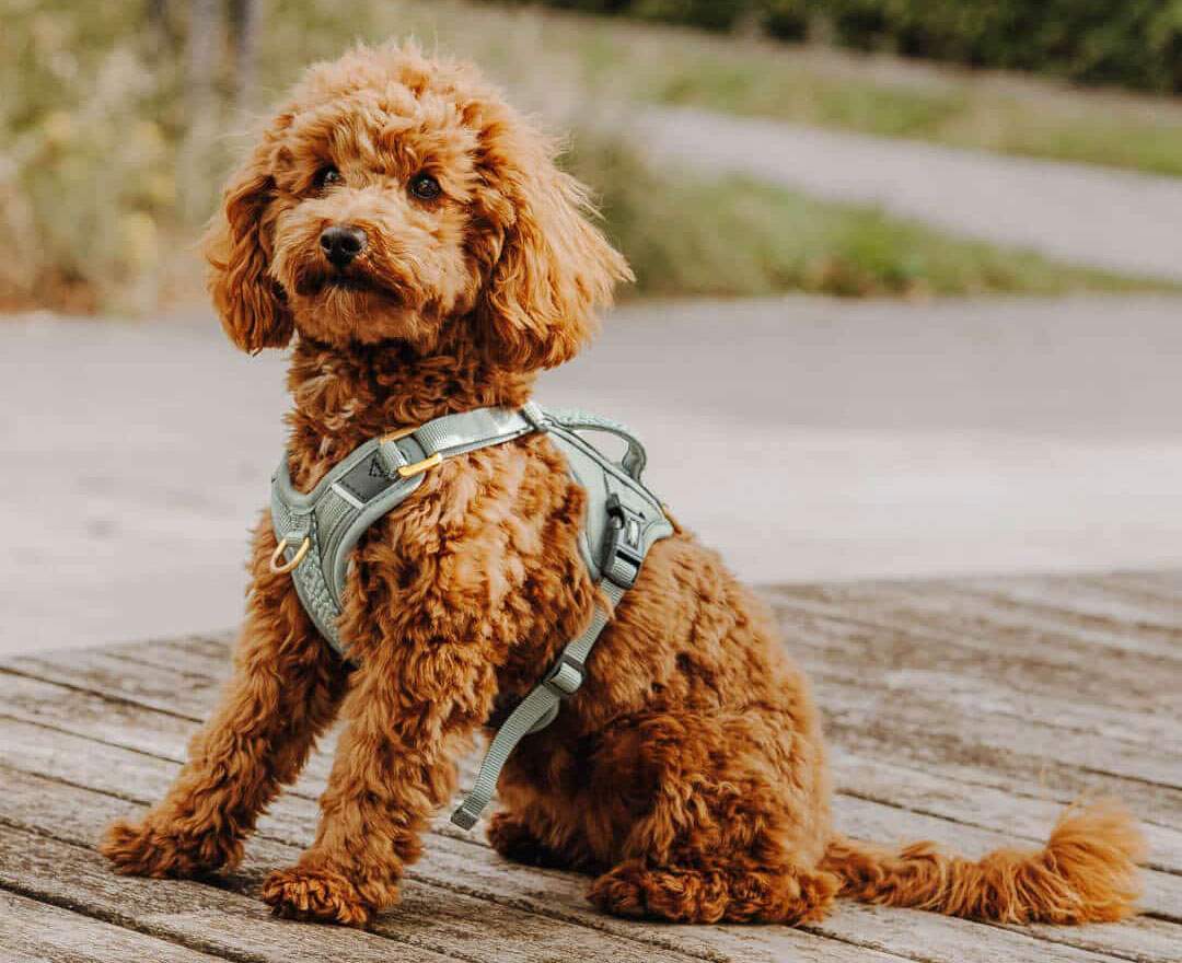 Hey Lana - Premium Hundegeschirr Gepolstert - Anthrazit/Eisblau - Premium Hundegeschirr Gepolstert - Anthrazit/Eisblau