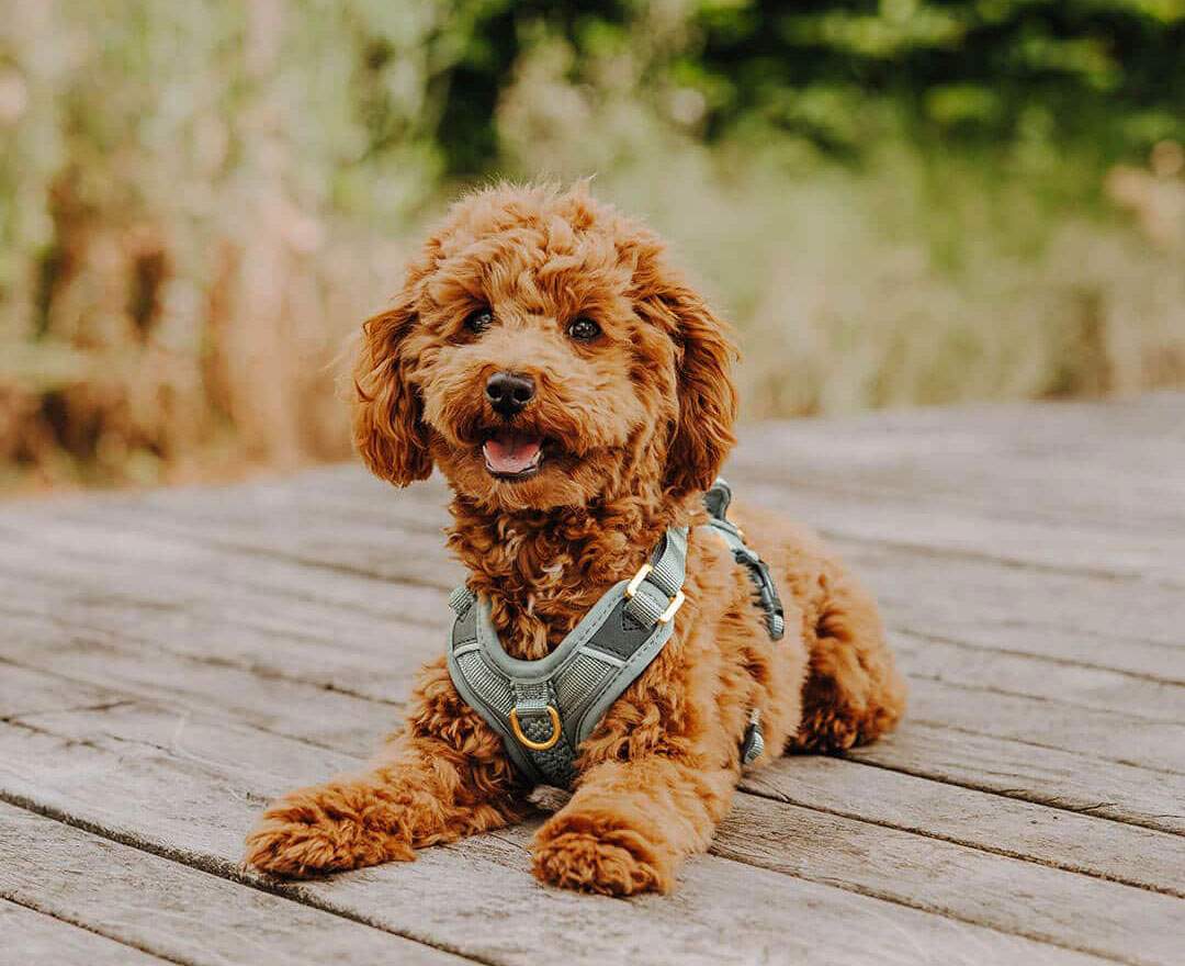 Hey Lana - Premium Hundegeschirr Gepolstert - Anthrazit/Eisblau - Premium Hundegeschirr Gepolstert - Anthrazit/Eisblau