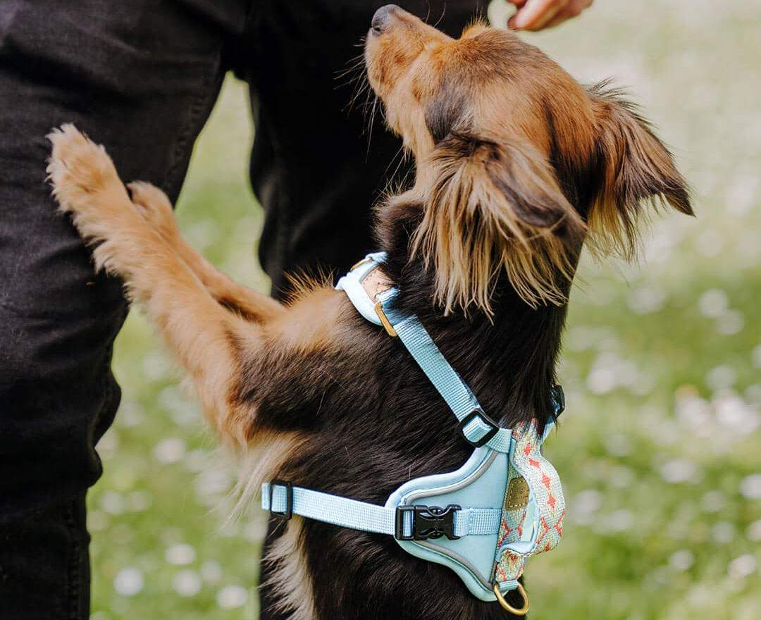 Premium Hundegeschirr Gepolstert - Coral/Blau