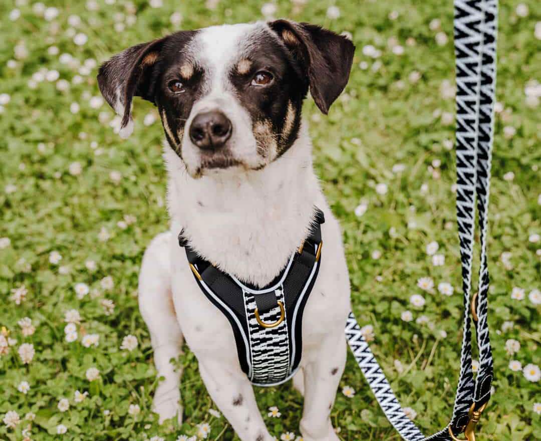 Hey Lana Premium Hundegeschirr Gepolstert - Schwarz/Weiß