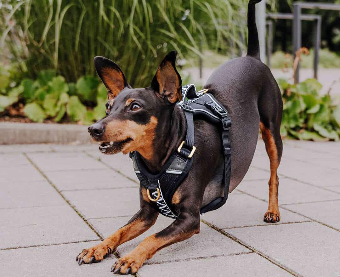Hey Lana - Premium Hundegeschirr Gepolstert - Schwarz/Weiß - Premium Hundegeschirr Gepolstert - Schwarz/Weiß