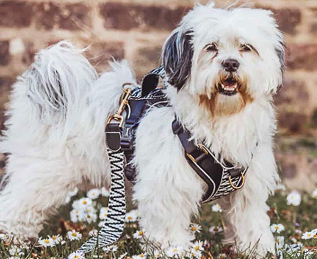 Premium Hundegeschirr Gepolstert - Schwarz/Weiß (Kopie)