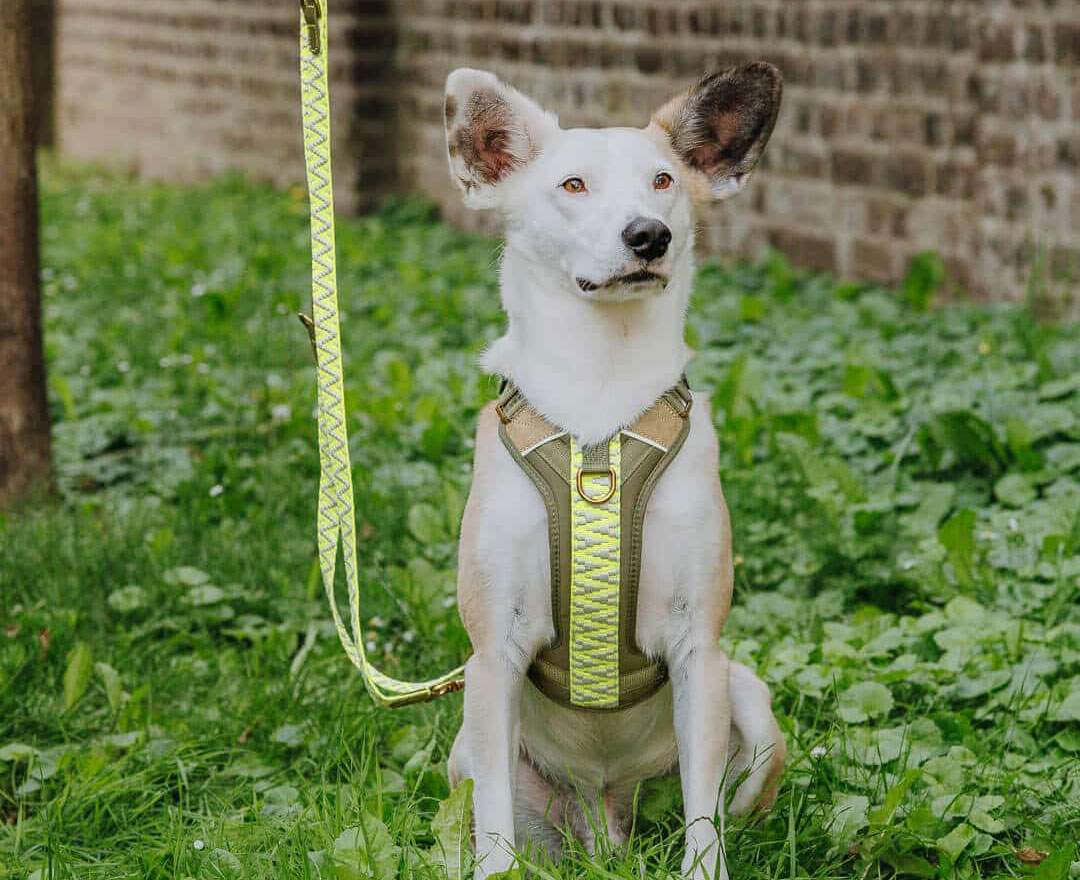 Hey Lana Premium Hundegeschirr Gepolstert - Olivgrün/Neongelb