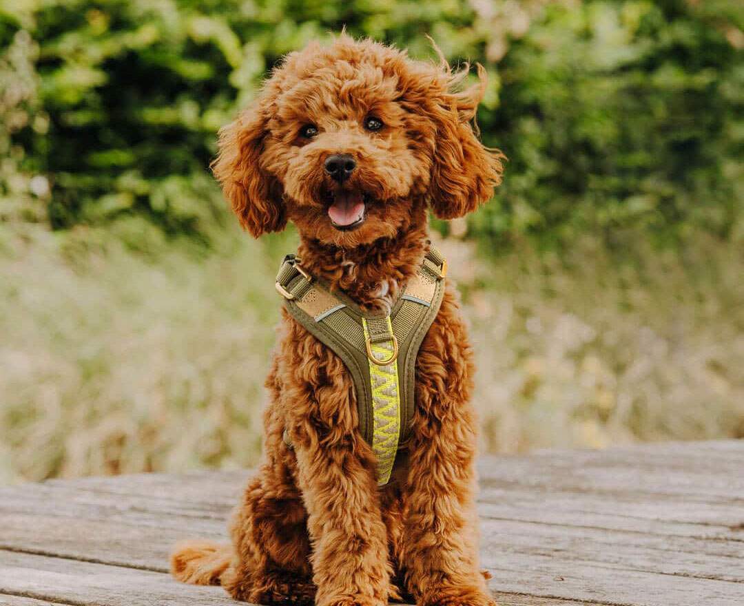 Hey Lana - Premium Hundegeschirr Gepolstert - Olivgrün/Neongelb - Premium Hundegeschirr Gepolstert - Olivgrün/Neongelb