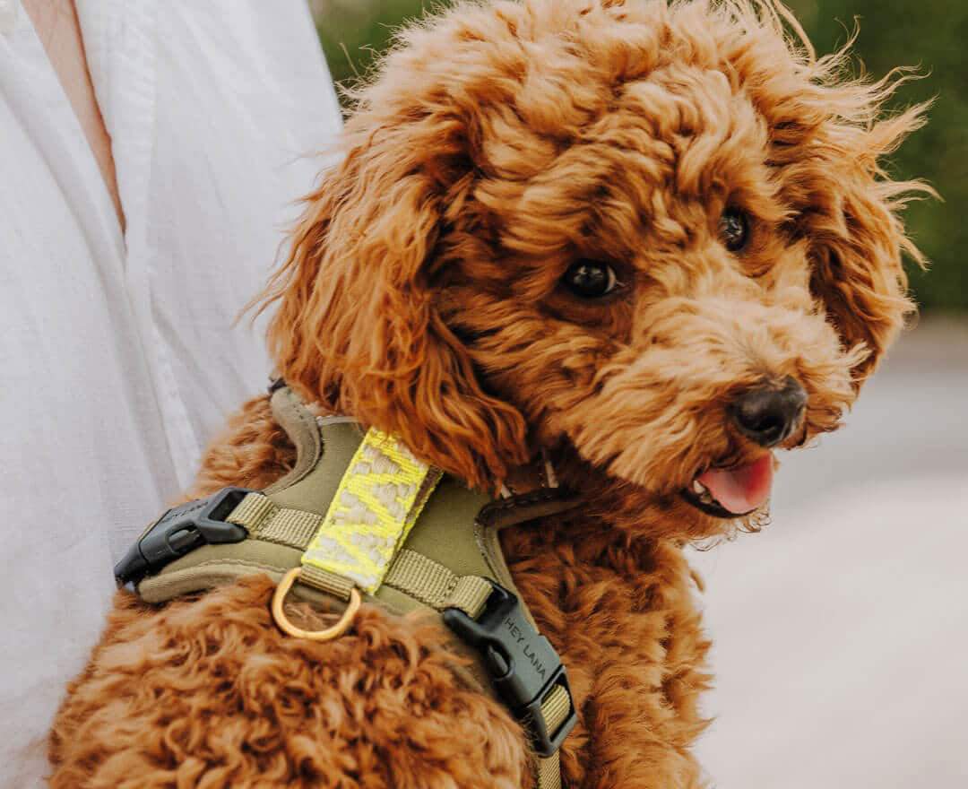 Hey Lana - Premium Hundegeschirr Gepolstert - Olivgrün/Neongelb - Premium Hundegeschirr Gepolstert - Olivgrün/Neongelb