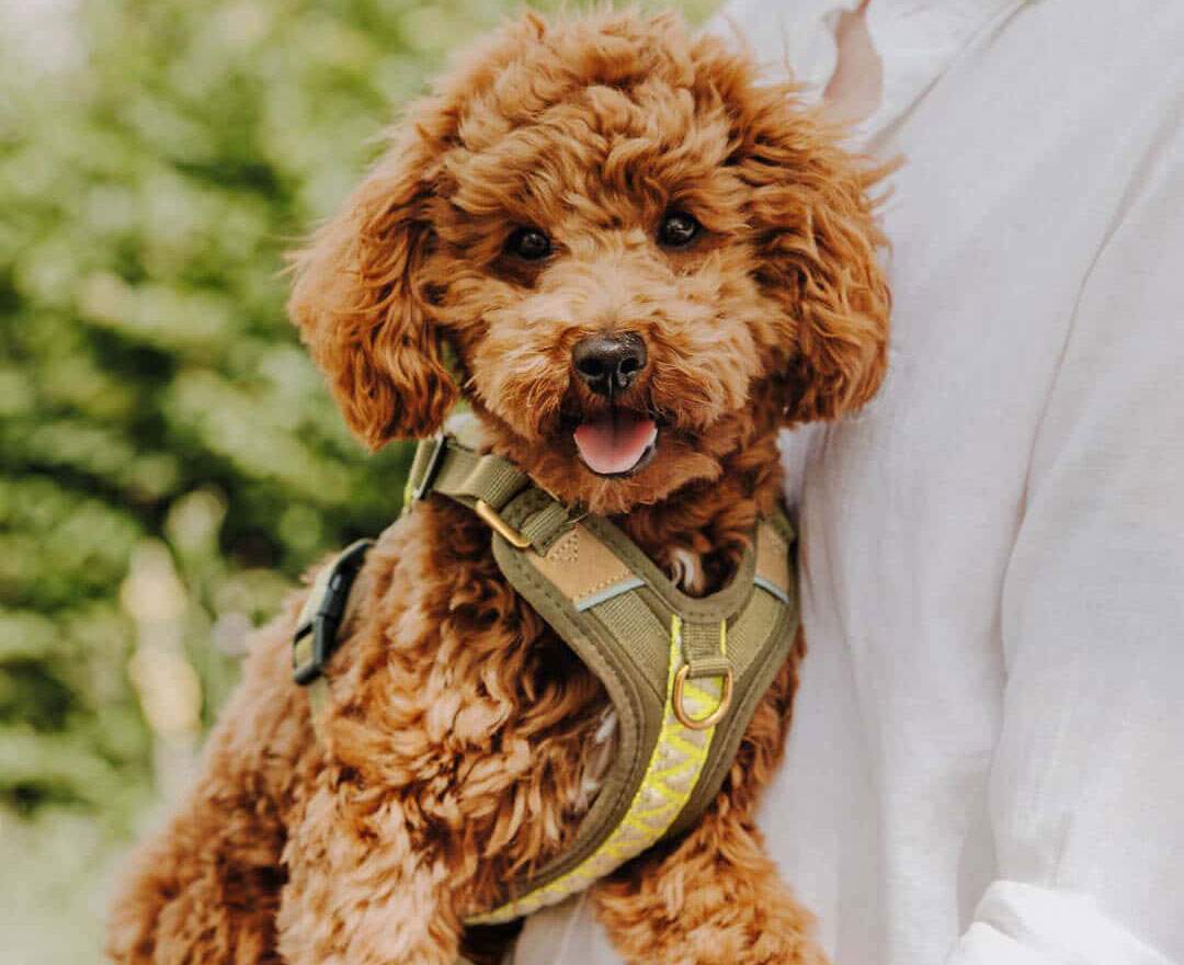 Premium Hundegeschirr Gepolstert - Olivgrün/Neongelb