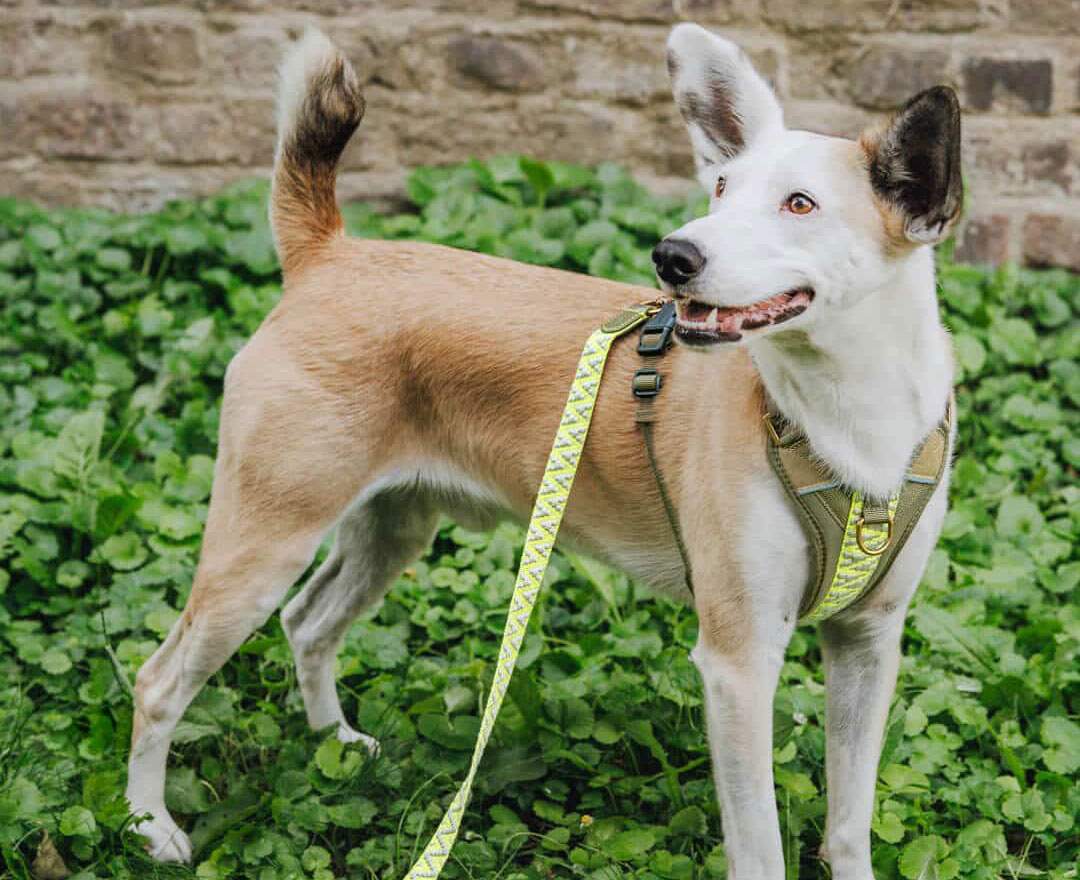 Premium Hundegeschirr Gepolstert - Olivgrün/Neongelb