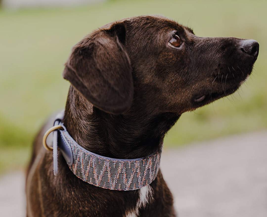 Hey Lana - Premium Hundehalsband Gepolstert - Blau/Grau - L