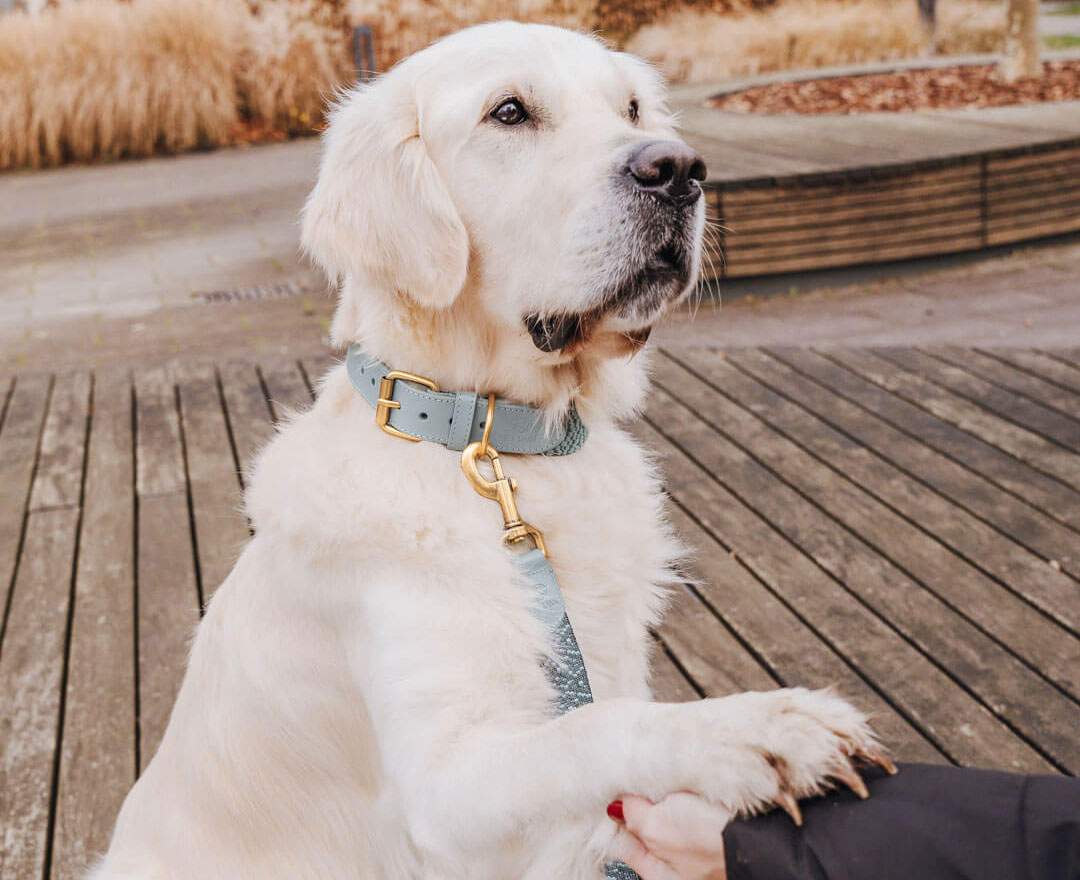 Hey Lana - Premium Hundehalsband Gepolstert - Anthrazit/Eisblau - L